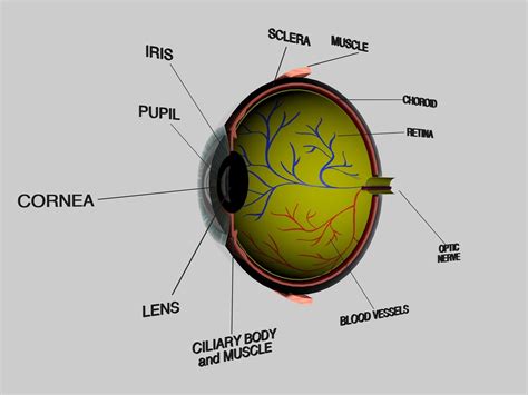 Human Eye Cross Section Eyeball 3D Model OBJ 3DS FBX C4D DXF STL ...