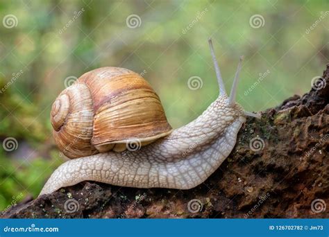 Close up shot of snail stock photo. Image of details - 126702782