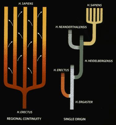 Origins of human diversity