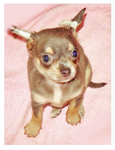 chihuahua_002 | Rodrigho | Flickr