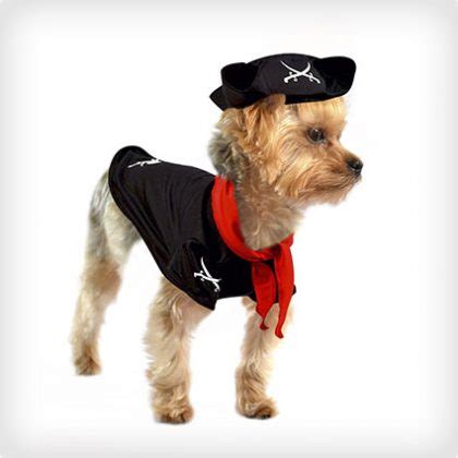 40 Pirate Dog Costumes That Will Melt Your Heart - Costume Yeti