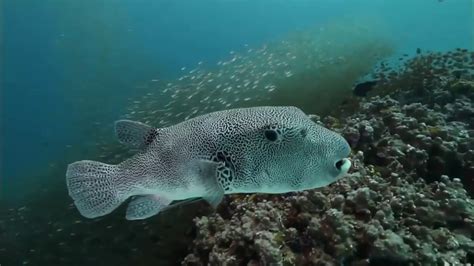 Ocean Life The Amazing Underwater documentary Nature Documentary 2019 - YouTube