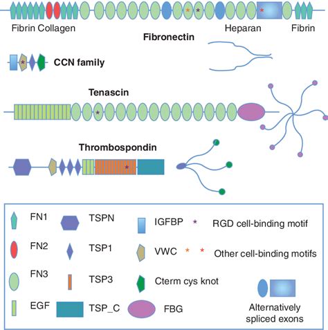 Examples of characteristic ECM glycoprotein structures. Note the ...