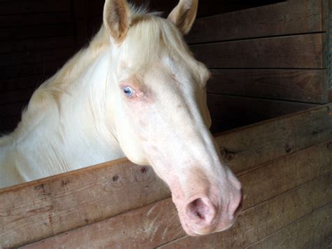 White Horse Face Free Stock Photo - Public Domain Pictures