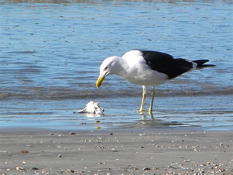 Seagulls On The Beach Stock Photo - Download Image Now - Agua Volcano, Animal, Animal Themes ...