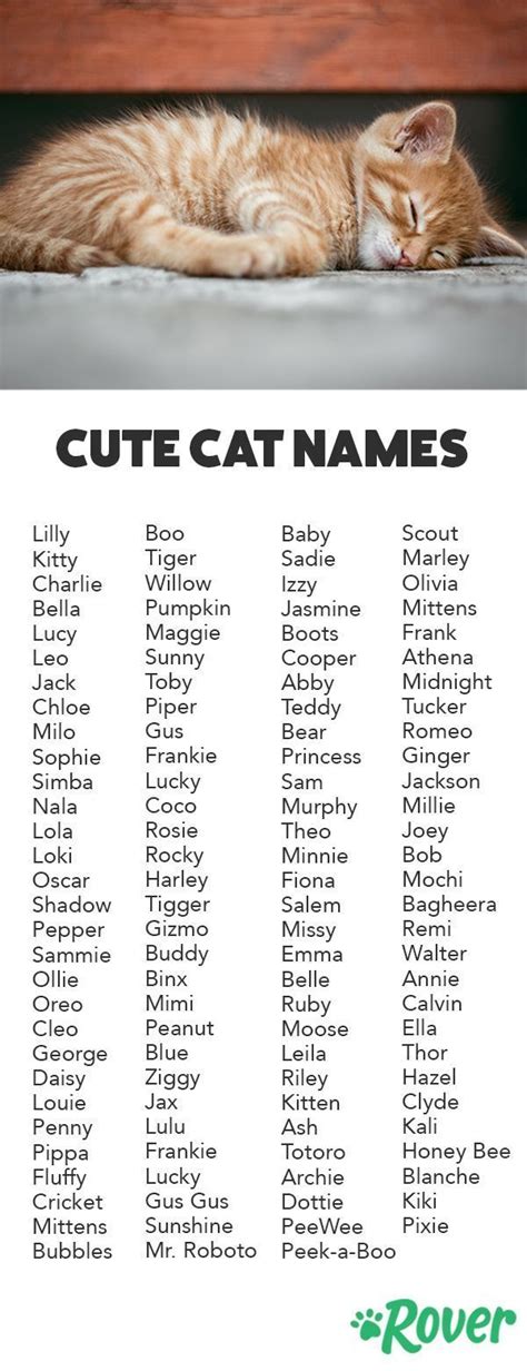 #Cat #cute #names #Popularity #Rankings We've rounded up the top cute ...