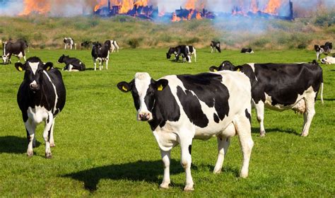 Deadly Explosion and Fire at Texas Dairy Farm Claims 18,000 Cows - Hudson Reporter