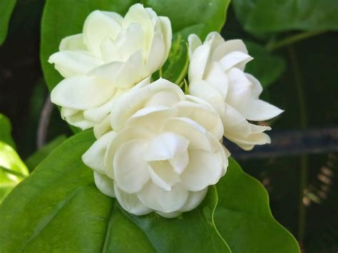 Free photo: Sampaguita Flowers - Blooming, Flower, Fragrance - Free ...