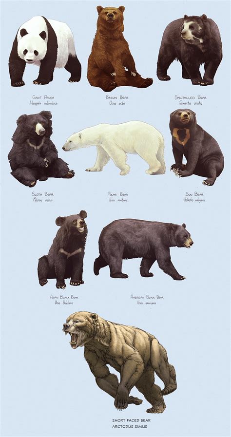 The short faced bear compared with the eight bear species that are alive today : r/Naturewasmetal