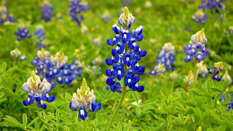 Bluebonnet Wallpapers Images Photos Pictures Backgrounds