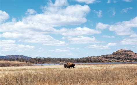 Looking for Bison in the Wichita Mountains – Texas Monthly