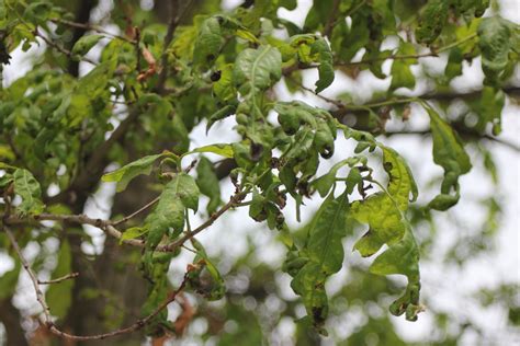 oak anthracnose | Buddy Rodgers and Son Professional Lawn Care