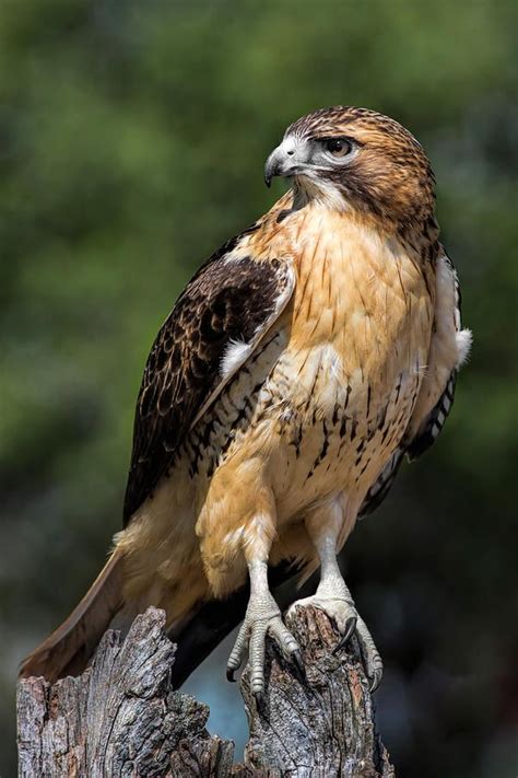 Red Tail Hawk Portrait by Dale Kincaid | Red tailed hawk, Hawk photos, Wild birds