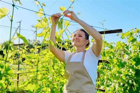 Grape Vine Care: Everything You Need to Know - Minneopa Orchards