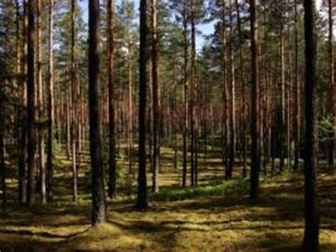 Latvia - Young People in European Forests