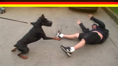 Doberman Pinscher (Brutal Attack Training) By K-9 Training Team 2016 - YouTube