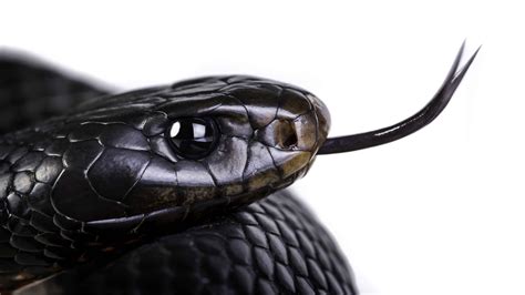 Red-Bellied Black Snake Pictures - AZ Animals