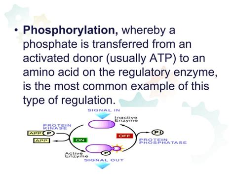 Regulation of enzyme activity