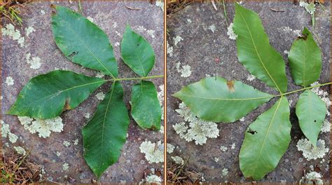 Hickory Nuts: Foraging for Pignut and Shagbark Hickory Nuts