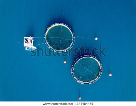 Fish Farming Seabass Gilthead Fish Aquaculture Stock Photo (Edit Now) 1345484465