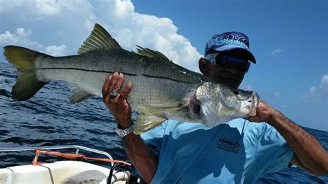 Snook season opens February 1 in Florida