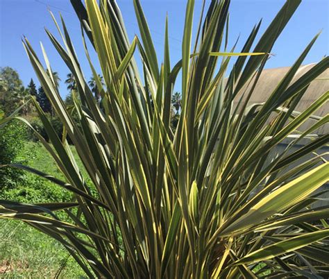 New Zealand Flax Phormium Tenax New Hybrids Seeds