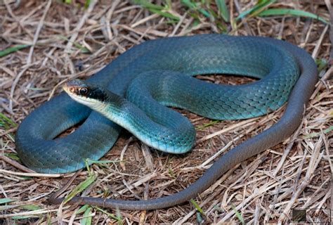 Blue Racer Snake Facts and Pictures | Reptile Fact