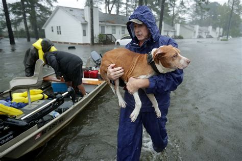 Animals Stranded by Florence Get Rescued in Video | TIME