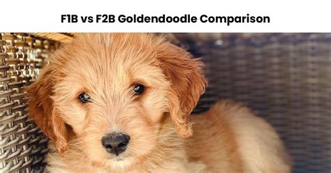 F1B vs F2B Goldendoodle: A Comparison of the Two Generations - Awesome Paws of Missouri