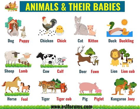 Top 135+ Baby names of animals with pictures - Merkantilaklubben.org