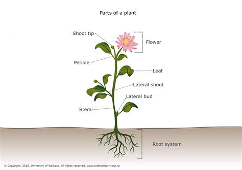 Discover the Anatomy of a Flowering Plant