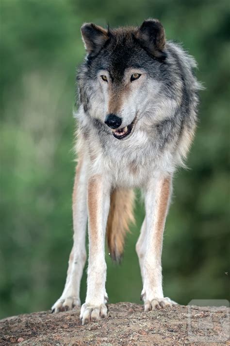 A Playful Dominance - A captured female Alaskan Interior timber wolf pauses atop of a large ...