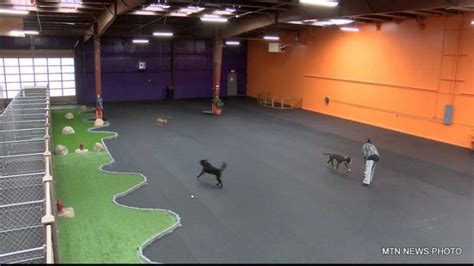 The Wagg'n Indoor Dog Park and | Indoor dog park, Dog kennel, Dog ...