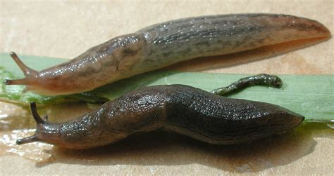 Identification and control of pest slugs and snails for broadacre crops ...