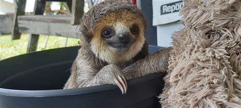 How are baby sloths born? - Green Heritage Fund Suriname