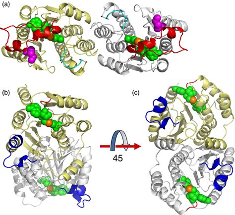 Figure 5 from The crystal structure of the novobiocin biosynthetic ...