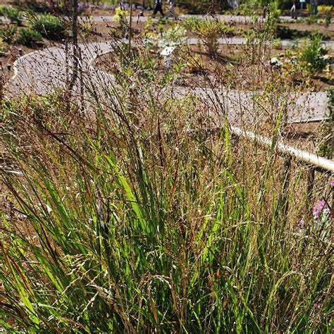 Shenandoah Red Switchgrass, Panicum | American Meadows