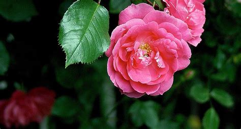 Oklahoma State Flower - The Oklahoma Rose - ProFlowers Blog