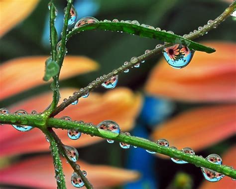 a flock of sneaky water drops | A flock of rare "chameleon" … | Flickr