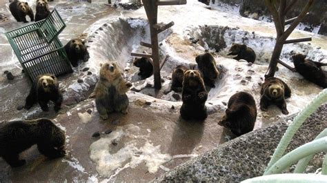 NOBORIBETSU BEAR PARK - All You Need to Know BEFORE You Go