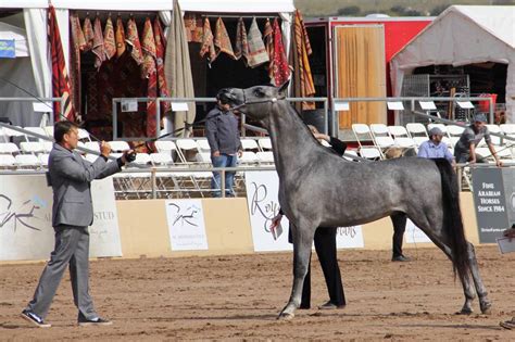 Scottsdale Arabian Horse Show 2018 :: Arabian Horses of Stonewall Farm