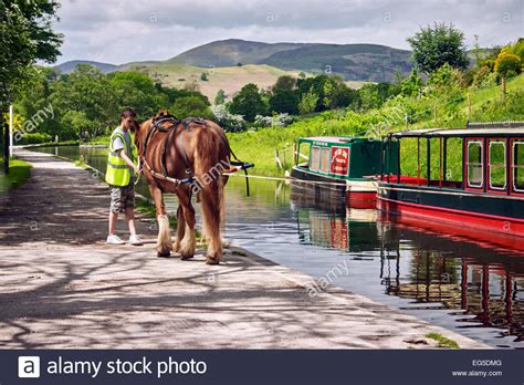 Brown Shire Horse High Resolution Stock Photography and Images - Alamy