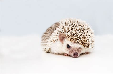 Hedgehog Names: Boy, Girl, Cute, & Funny Hedgehog Names, Funny Hedgehog ...