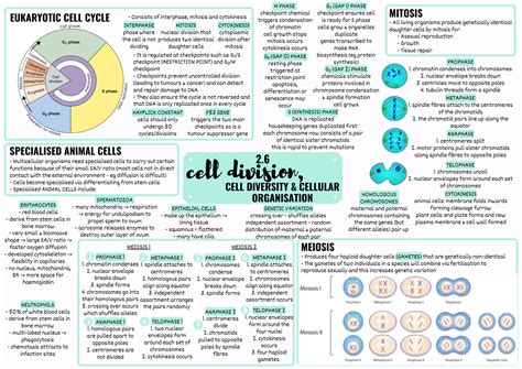 Cell Differentiation In Biology