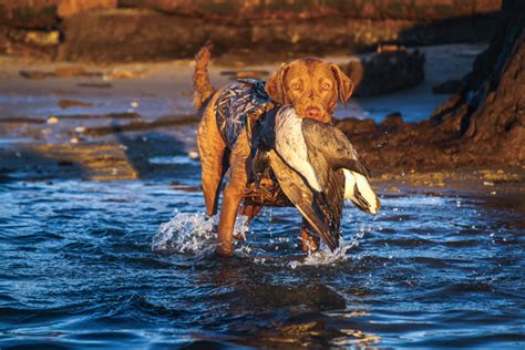 Chesapeake Bay Retriever: Breed Profile - Gun Dog