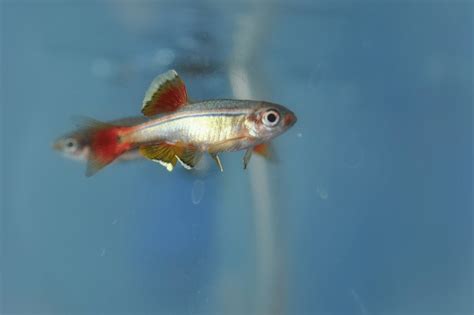 White Cloud Mountain Minnow (Tanichthys Albonubes): Care, Maintenance ...