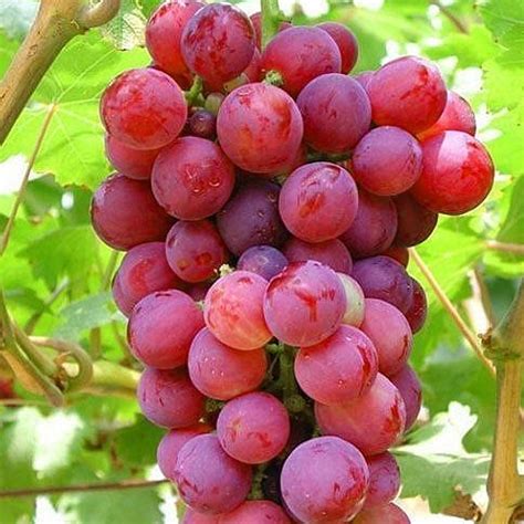 Grape Vine Vitis Red Deciduous Climbing Fruit Plant Hardy Outdoor ...