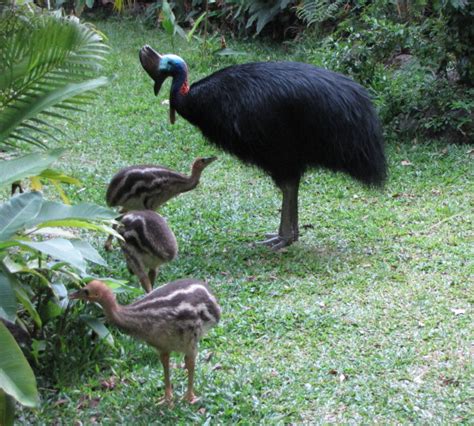 New Cassowary Chicks, December 2012 | Atherton Birdwatchers Cabin