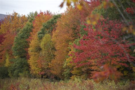 Autumn Trees All in a Row • Free Nature Stock Photo