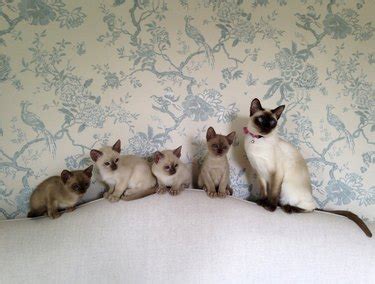 Tonkinese Cat Breed Characteristics | Cuteness